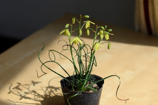 弹簧草开花 弹簧草开花