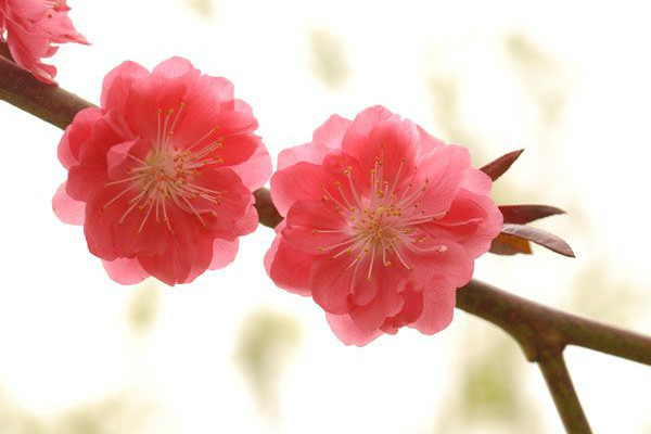 碧桃怎么嫁接繁殖 碧桃怎么嫁接繁殖