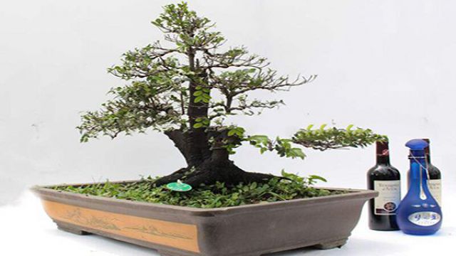 小叶紫檀盆景制作 小叶紫檀盆景制作