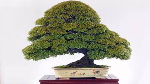 小叶紫檀盆景如何修剪 小叶紫檀盆景如何修剪