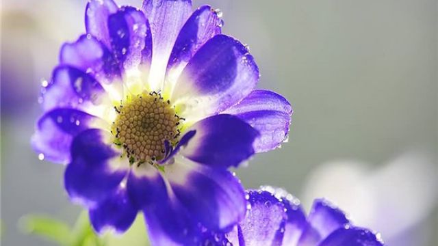 瓜叶菊的繁殖方法 瓜叶菊的繁殖方法
