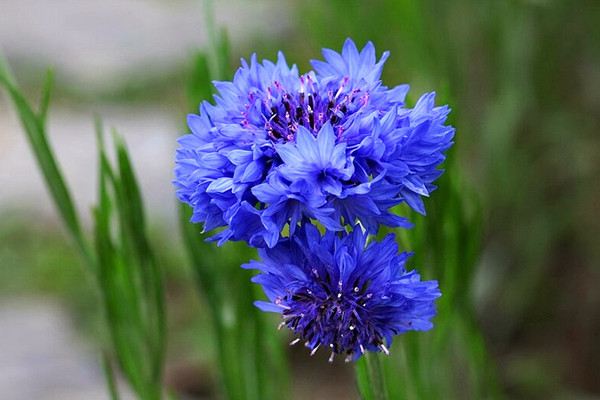 矢车菊什么时候开花 矢车菊什么时候开花