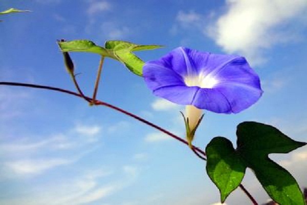 牵牛花为什么会变色 牵牛花为什么会变色