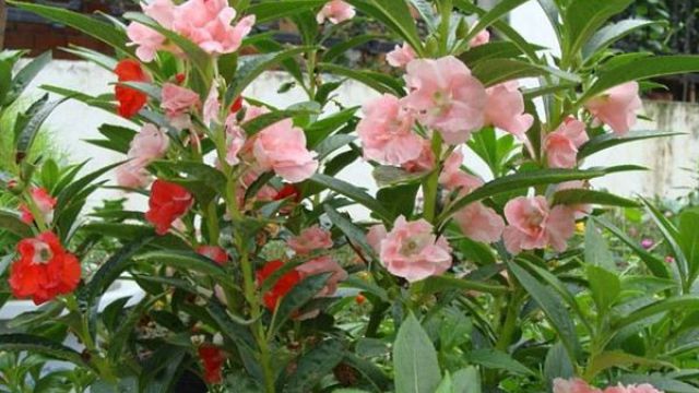 凤仙花什么时候开花 凤仙花什么时候开花