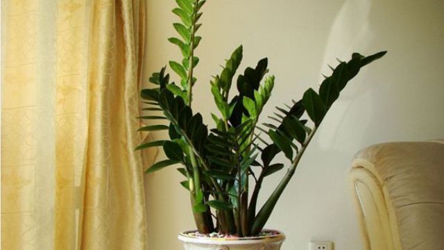 金钱树怎么浇水施肥 - 花百科