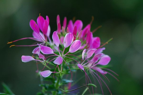醉蝶花的传说 醉蝶花的传说
