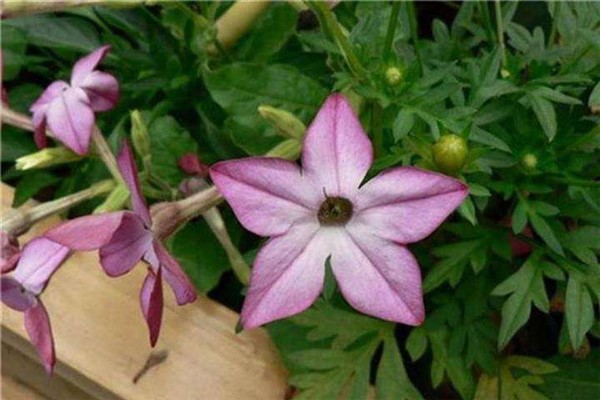 花烟草种子怎么种 花烟草种子怎么种