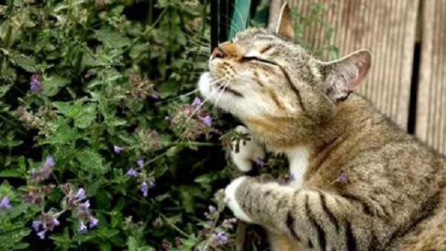 猫薄荷对猫有什么作用 猫薄荷对猫有什么作用