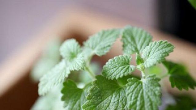 猫薄荷的养殖方法和注意事项 猫薄荷的养殖方法和注意事项