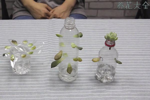 多肉叶插视频:巧用塑料瓶,快速生根 多肉叶插视频:巧用塑料瓶,快速生根