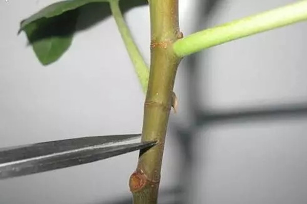 扦插太麻烦?这么做,不用管就生根 扦插太麻烦?这么做,不用管就生根