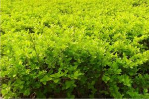 黄杨的繁殖方法