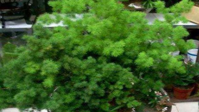 蓬莱松的盆景制作及养护 蓬莱松的盆景制作及养护