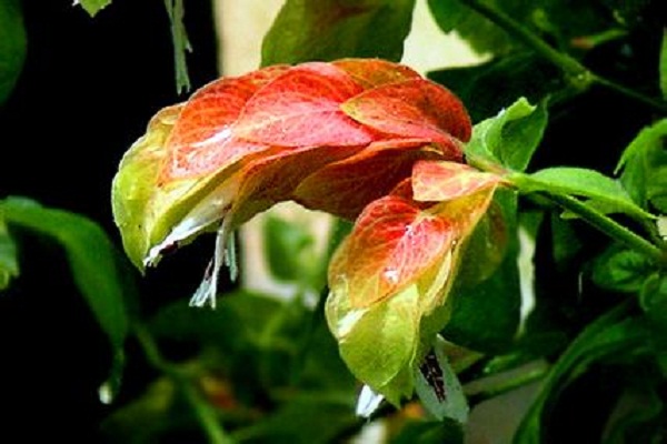 虾衣花有哪些作用 虾衣花有哪些作用
