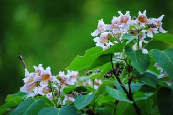 楸树常见虫害及其防治 楸树常见虫害及其防治