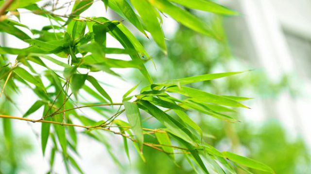 竹子的分类 竹子的分类