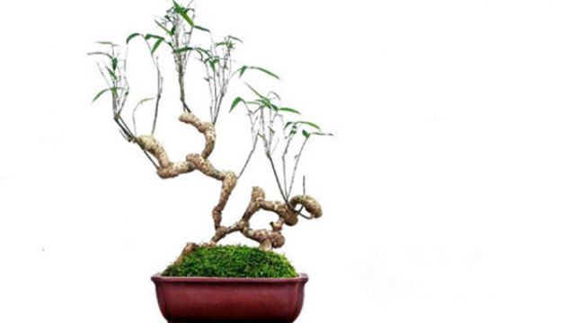 竹子盆景制作 竹子盆景制作