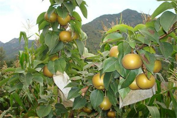 梨树的虫害及其防治 梨树的虫害及其防治