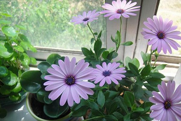 蓝目菊如何过冬 蓝目菊如何过冬