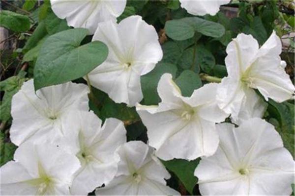 月光花的花语和文化意蕴 月光花的花语和文化意蕴