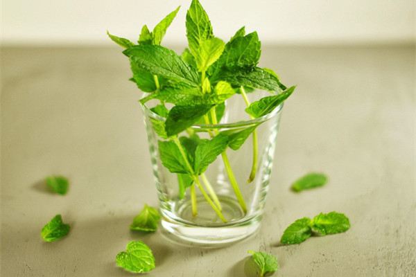 薄荷种子怎么播种 薄荷种子怎么播种