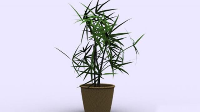 竹子的繁殖方法 竹子的繁殖方法