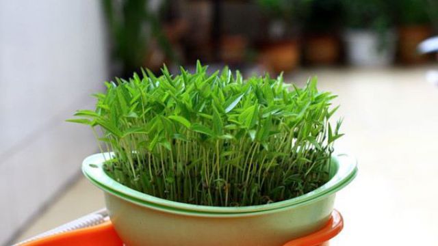 水培植物如何增氧 水培植物如何增氧