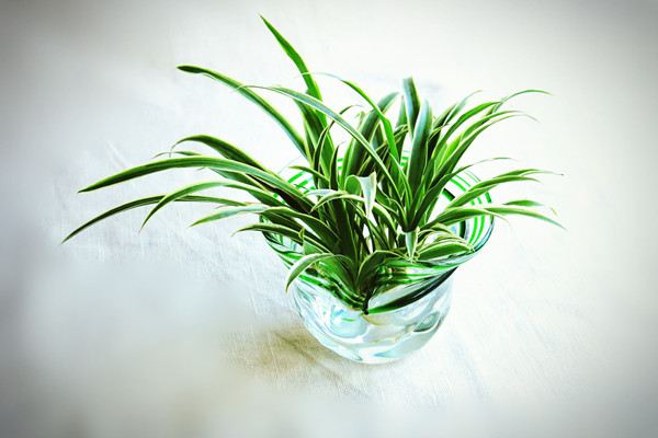 常见水培植物及养护方法 常见水培植物及养护方法