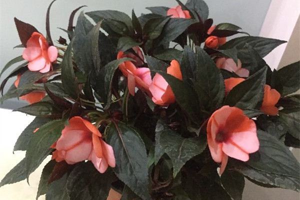 花种不发芽怎么办 花种不发芽怎么办