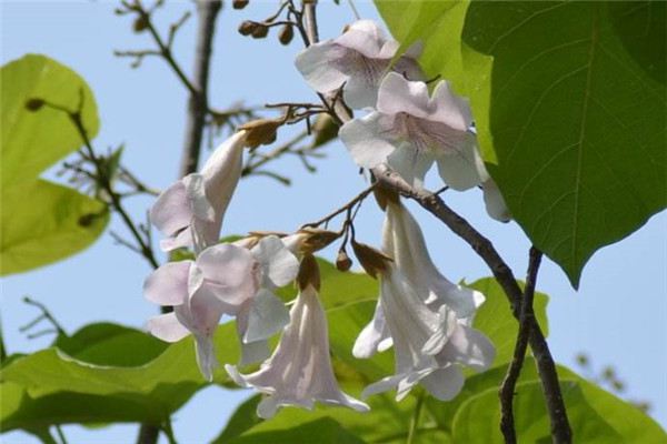 泡桐的虫害及其防治 泡桐的虫害及其防治