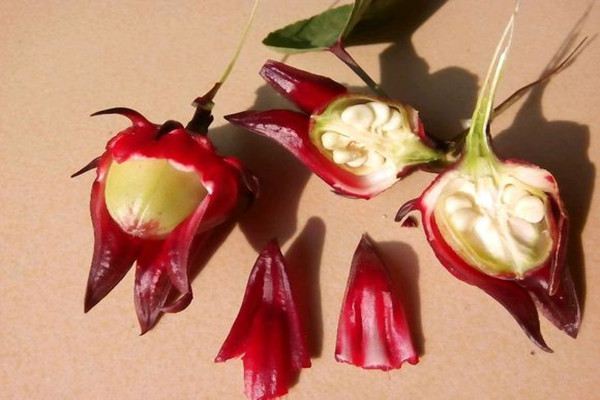 洛神花的病虫害及其防治 洛神花的病虫害及其防治