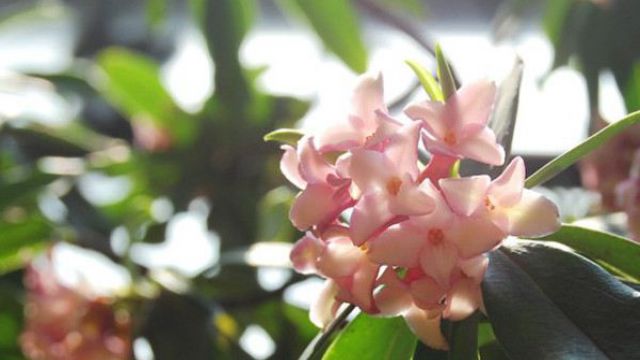 盆栽瑞香掉叶子怎么办 盆栽瑞香掉叶子怎么办