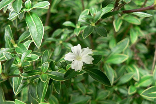 六月夏花伊始 有哪些进入花期的植物 花百科