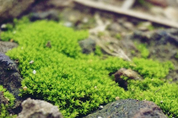 苔藓微景观怎么养 苔藓微景观怎么养