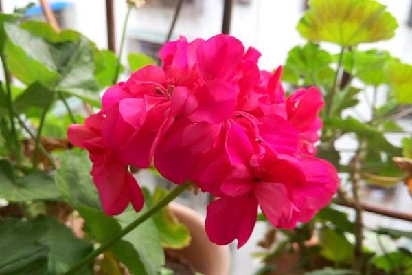 天竺葵夏季黄叶怎么回事 天竺葵夏季黄叶怎么回事