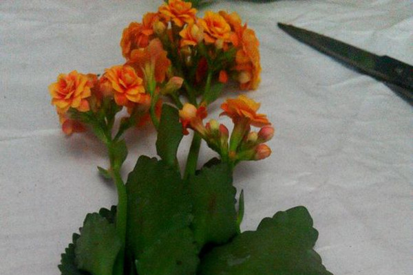 长寿花4种扦插方法,3岁小孩都能插活! 长寿花4种扦插方法,3岁小孩都能插活!