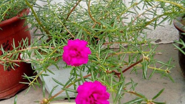 太阳花怎么移栽 太阳花怎么移栽