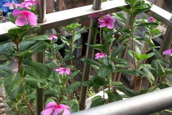 春季赏花应该注意什么 春季赏花应该注意什么