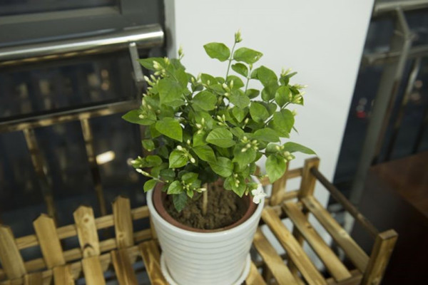 刚买的茉莉花叶片低垂耷拉怎么回事 刚买的茉莉花叶片低垂耷拉怎么回事