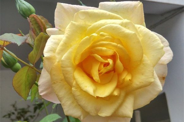 月季花什么时候剪枝 月季花什么时候剪枝