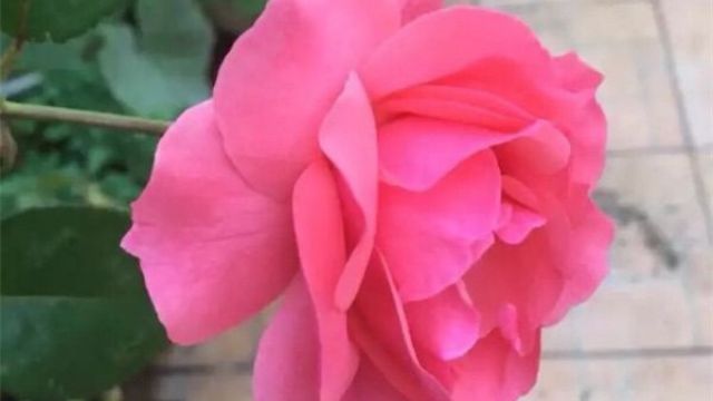 月季开花后怎么修剪 - 花百科