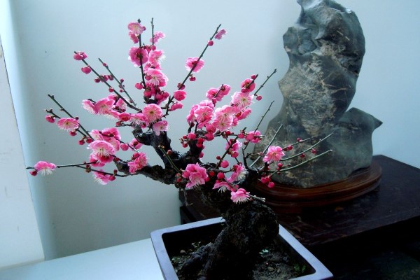 梅花盆景的制作类型 梅花盆景的制作类型
