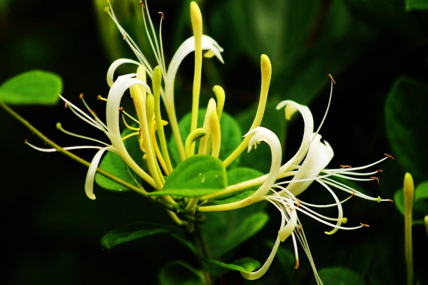 金银花的病虫害及其防治 金银花的病虫害及其防治