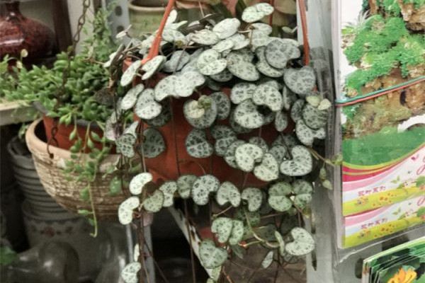 隔夜茶浇花好不好 隔夜茶浇花好不好