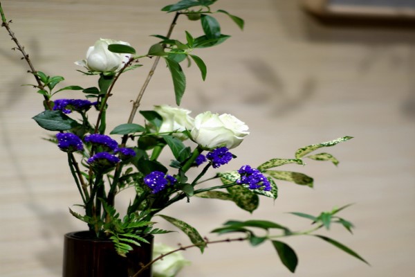 月季花盆景的管理方法 月季花盆景的管理方法
