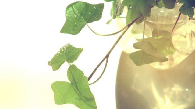 常春藤叶片干枯怎么办 常春藤叶片干枯怎么办