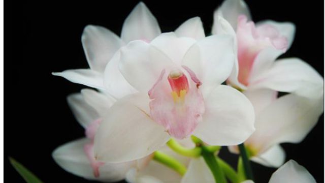 大花蕙兰烂根的救治方法 大花蕙兰烂根的救治方法