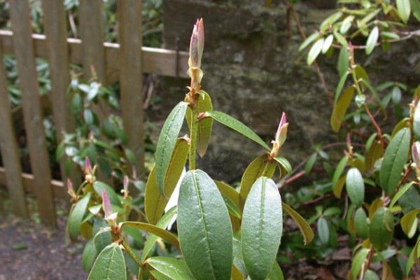 茶花杜鹃的养护方法及注意事项 茶花杜鹃的养护方法及注意事项