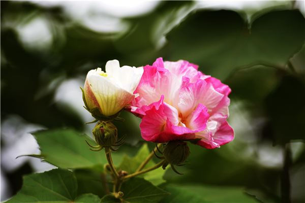 盆栽芙蓉花的养殖方法 盆栽芙蓉花的养殖方法