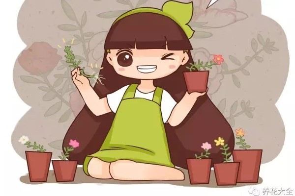 这6种花插盆里,5天生根,10天开花! 这6种花插盆里,5天生根,10天开花!
